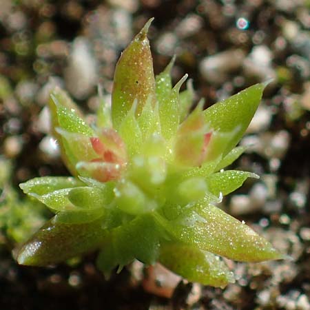 Crassula alata \ Gefl&uuml;geltes Dickblatt / Three-Parted Crassula, Rhodos/Rhodes Moni Kamiri 19.3.2023
