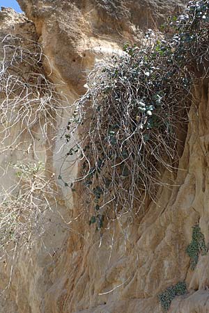 Capparis spinosa var. aegyptia \ &Auml;gyptischer Kapernstrauch / Egyptian Caper, Rhodos/Rhodes Agathi Beach 26.3.2023