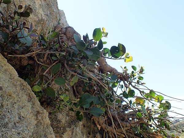 Capparis spinosa var. aegyptia \ &Auml;gyptischer Kapernstrauch / Egyptian Caper, Rhodos/Rhodes Agathi Beach 26.3.2023