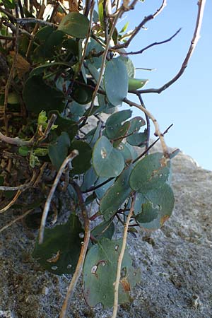 Capparis spinosa var. aegyptia \ &Auml;gyptischer Kapernstrauch / Egyptian Caper, Rhodos/Rhodes Agathi Beach 26.3.2023