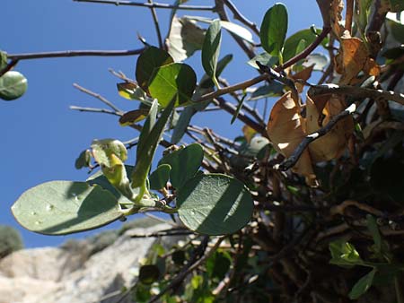 Capparis spinosa var. aegyptia \ &Auml;gyptischer Kapernstrauch / Egyptian Caper, Rhodos/Rhodes Agathi Beach 26.3.2023