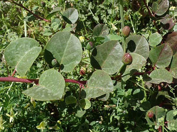 Capparis spinosa var. aegyptia \ &Auml;gyptischer Kapernstrauch / Egyptian Caper, Rhodos/Rhodes City 28.3.2023