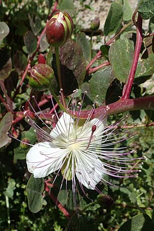 Capparis spinosa var. aegyptia \ &Auml;gyptischer Kapernstrauch / Egyptian Caper, Rhodos/Rhodes City 28.3.2023