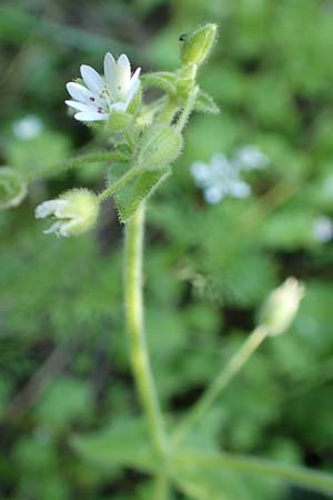 Stellaria cupaniana \ Mittelmeer-Sternmiere / Southern Chickweed, Rhodos/Rhodes Embona 31.3.2019