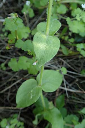 Stellaria cupaniana \ Mittelmeer-Sternmiere / Southern Chickweed, Rhodos/Rhodes Embona 31.3.2019