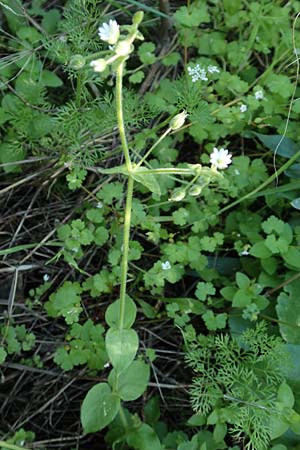 Stellaria cupaniana \ Mittelmeer-Sternmiere / Southern Chickweed, Rhodos/Rhodes Embona 31.3.2019