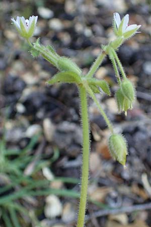 Stellaria cupaniana \ Mittelmeer-Sternmiere / Southern Chickweed, Rhodos/Rhodes Embona 31.3.2019