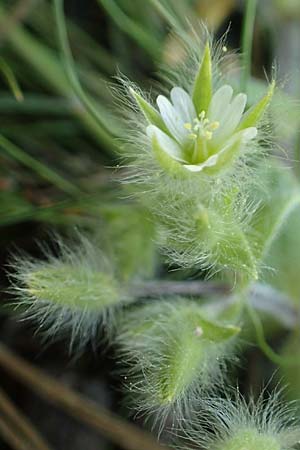 Cerastium comatum \ Haariges Hornkraut / Levantine Mouse-Ear, Rhodos/Rhodes Profitis Ilias 2.4.2019