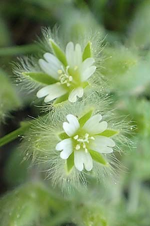 Cerastium comatum \ Haariges Hornkraut / Levantine Mouse-Ear, Rhodos/Rhodes Profitis Ilias 2.4.2019