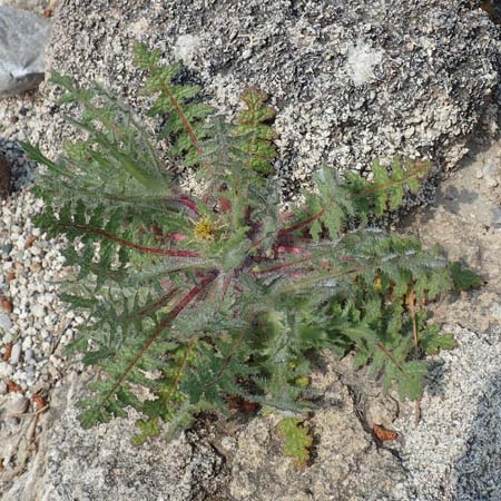 Centaurea benedicta \ Benediktenkraut / Blessed Thistle, Rhodos Kamiros 4.4.2019