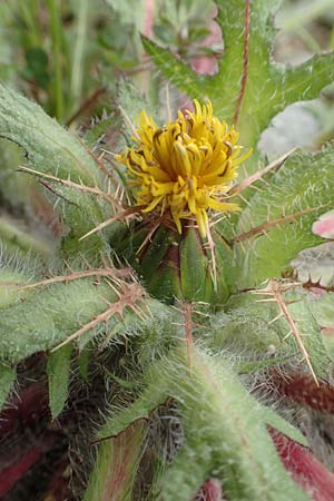 Centaurea benedicta \ Benediktenkraut / Blessed Thistle, Rhodos Profilia 5.4.2019