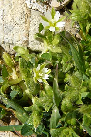 Cerastium comatum \ Haariges Hornkraut / Levantine Mouse-Ear, Rhodos/Rhodes Attaviros 23.3.2023