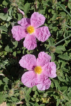Cistus incanus subsp. creticus \ Kretische Zistrose / Cretan Cistus, Rhodos/Rhodes Prasonisi 26.3.2019