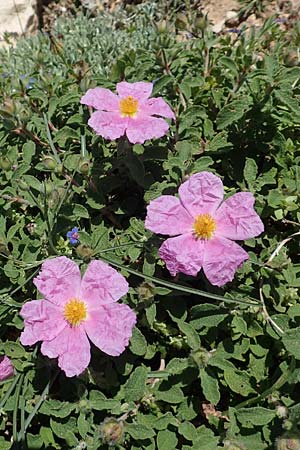 Cistus incanus subsp. creticus \ Kretische Zistrose / Cretan Cistus, Rhodos/Rhodes Prasonisi 26.3.2019