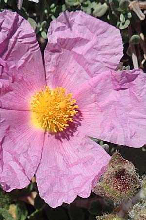 Cistus incanus subsp. creticus \ Kretische Zistrose / Cretan Cistus, Rhodos/Rhodes Prasonisi 26.3.2019