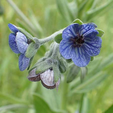 Cynoglossum creticum \ Kretische Hundszunge / Cretan Hound's-Tongue, Rhodos/Rhodes Pilona 28.3.2019
