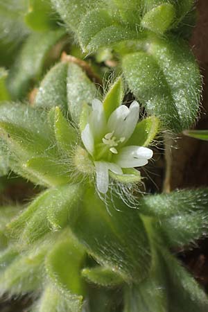 Cerastium comatum \ Haariges Hornkraut / Levantine Mouse-Ear, Rhodos/Rhodes Attaviros 23.3.2023