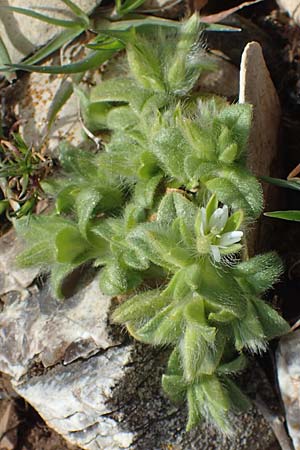 Cerastium comatum \ Haariges Hornkraut / Levantine Mouse-Ear, Rhodos/Rhodes Attaviros 23.3.2023