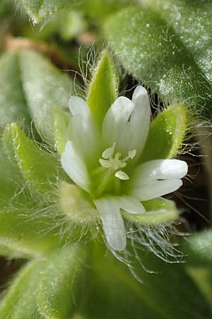 Cerastium comatum \ Haariges Hornkraut / Levantine Mouse-Ear, Rhodos/Rhodes Attaviros 23.3.2023