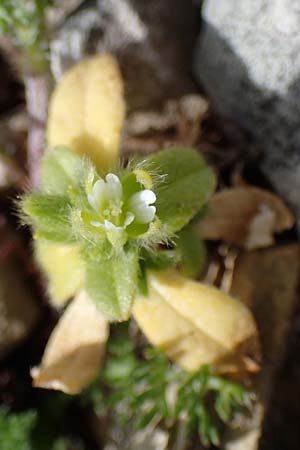 Cerastium comatum \ Haariges Hornkraut / Levantine Mouse-Ear, Rhodos/Rhodes Attaviros 23.3.2023