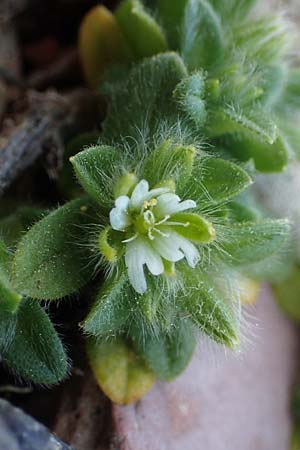 Cerastium comatum \ Haariges Hornkraut / Levantine Mouse-Ear, Rhodos/Rhodes Attaviros 23.3.2023