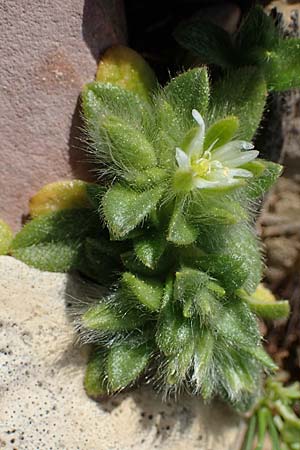 Cerastium comatum \ Haariges Hornkraut / Levantine Mouse-Ear, Rhodos/Rhodes Attaviros 23.3.2023