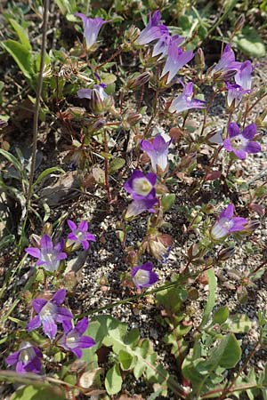 Campanula delicatula \ Zarte Glockenblume / Delicate Bellflower, Rhodos/Rhodes Kattavia 1.4.2019