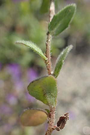 Campanula delicatula \ Zarte Glockenblume / Delicate Bellflower, Rhodos/Rhodes Kattavia 1.4.2019