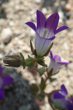 Campanula delicatula \ Zarte Glockenblume / Delicate Bellflower, Rhodos/Rhodes Kattavia 1.4.2019