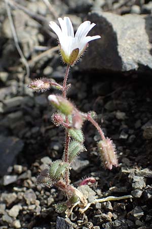 Cerastium dominici \ Dominiques Hornkraut / Dominique�s Mouse-Ear, Rhodos/Rhodes Moni Artamiti 16.3.2023