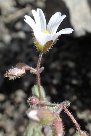 Cerastium dominici \ Dominiques Hornkraut / Dominique�s Mouse-Ear, Rhodos/Rhodes Moni Artamiti 16.3.2023