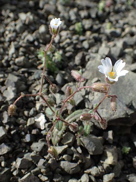 Cerastium dominici \ Dominiques Hornkraut / Dominique�s Mouse-Ear, Rhodos/Rhodes Moni Artamiti 16.3.2023