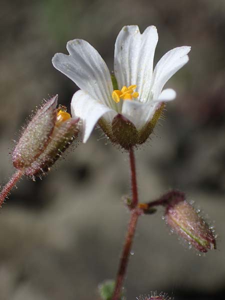 Cerastium dominici \ Dominiques Hornkraut / Dominique�s Mouse-Ear, Rhodos/Rhodes Moni Artamiti 16.3.2023