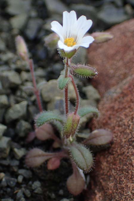 Cerastium dominici, Dominiques Hornkraut