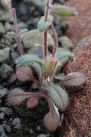 Cerastium dominici \ Dominiques Hornkraut / Dominique�s Mouse-Ear, Rhodos/Rhodes Moni Artamiti 16.3.2023