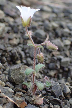 Cerastium dominici \ Dominiques Hornkraut / Dominique�s Mouse-Ear, Rhodos/Rhodes Moni Artamiti 16.3.2023