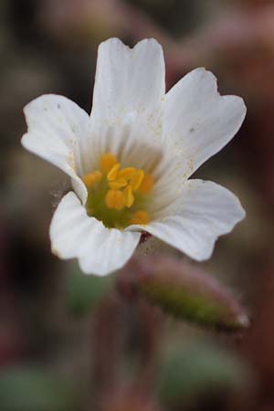 Cerastium dominici \ Dominiques Hornkraut / Dominique�s Mouse-Ear, Rhodos/Rhodes Moni Artamiti 16.3.2023