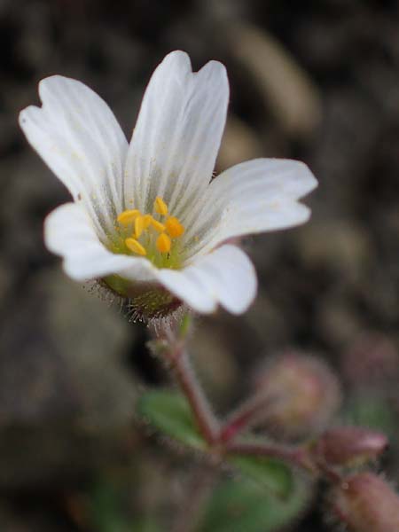 Cerastium dominici \ Dominiques Hornkraut / Dominique�s Mouse-Ear, Rhodos/Rhodes Moni Artamiti 16.3.2023