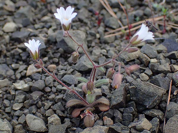 Cerastium dominici \ Dominiques Hornkraut / Dominique�s Mouse-Ear, Rhodos/Rhodes Moni Artamiti 16.3.2023