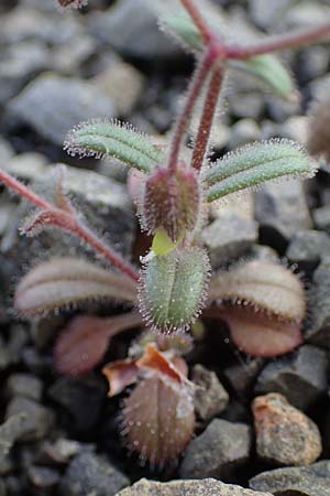 Cerastium dominici \ Dominiques Hornkraut / Dominique�s Mouse-Ear, Rhodos/Rhodes Moni Artamiti 16.3.2023