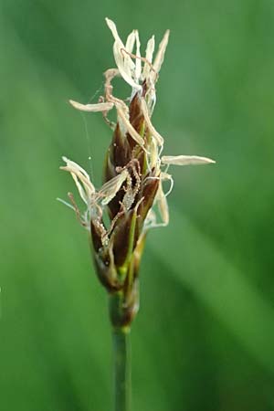 Carex divisa \ Geteilte Segge / Divided Sedge, Separated Sedge, Rhodos/Rhodes Kimisala-Doline 24.3.2023