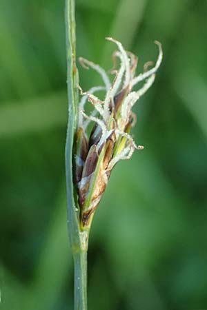 Carex divisa \ Geteilte Segge / Divided Sedge, Separated Sedge, Rhodos/Rhodes Kimisala-Doline 24.3.2023