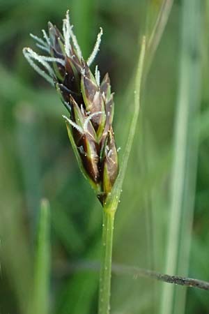 Carex divisa \ Geteilte Segge / Divided Sedge, Separated Sedge, Rhodos/Rhodes Kimisala-Doline 24.3.2023