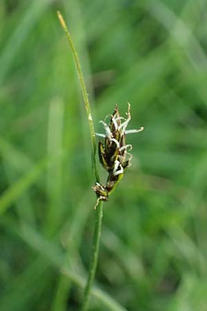 Carex divisa \ Geteilte Segge / Divided Sedge, Separated Sedge, Rhodos/Rhodes Kimisala-Doline 24.3.2023