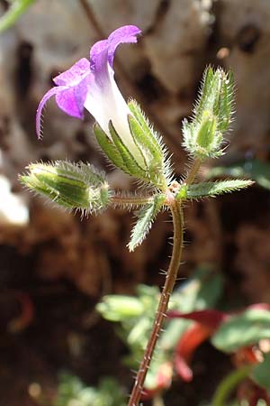 Campanula delicatula \ Zarte Glockenblume / Delicate Bellflower, Rhodos/Rhodes Tsambika 30.3.2019