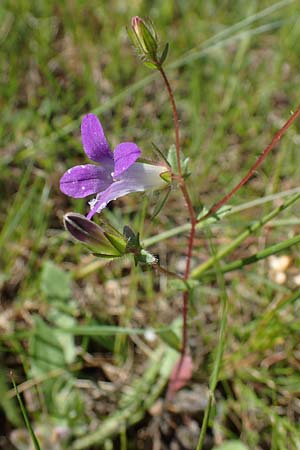 Campanula rhodensis \ Kleine Rhodische Glockenblume / Small Rhodian Bellflower, Rhodos/Rhodes Kolymbia 18.3.2023