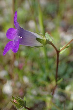 Campanula rhodensis \ Kleine Rhodische Glockenblume / Small Rhodian Bellflower, Rhodos/Rhodes Kolymbia 18.3.2023