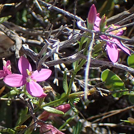 Centaurium erythraea subsp. rhodense \ Rhodisches Tausendg�ldenkraut / Rhodian Centaury, Rhodos/Rhodes Archangelos 26.3.2023