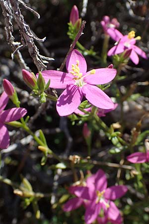 Centaurium erythraea subsp. rhodense \ Rhodisches Tausendg�ldenkraut / Rhodian Centaury, Rhodos/Rhodes Archangelos 26.3.2023