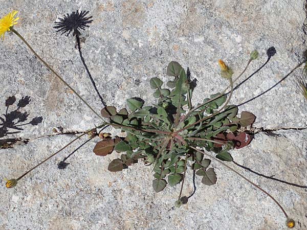 Crepis commutata \ Vertauschter Pippau / Confused Hawk's-Beard, Rhodos/Rhodes Lindos 20.3.2023